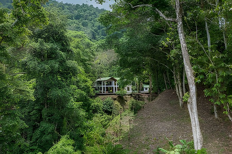 The Jungle Inn